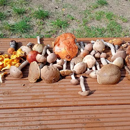 Siedlisko Radogoszcz, Jacuzzi ,sauna Semesterbostad *