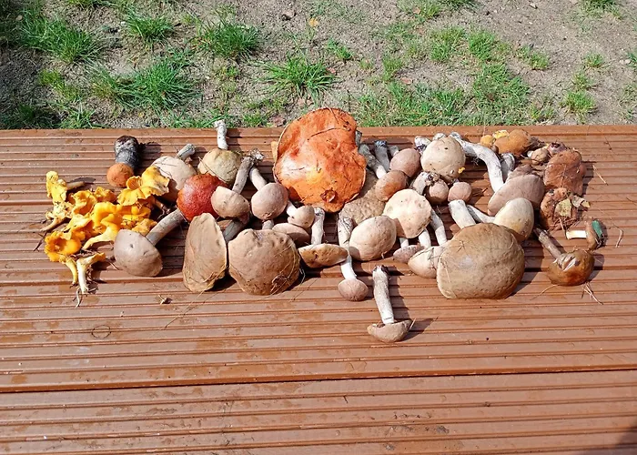 Siedlisko Radogoszcz, Jacuzzi ,sauna Prázdninový dům *